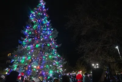 Christmas tree photo